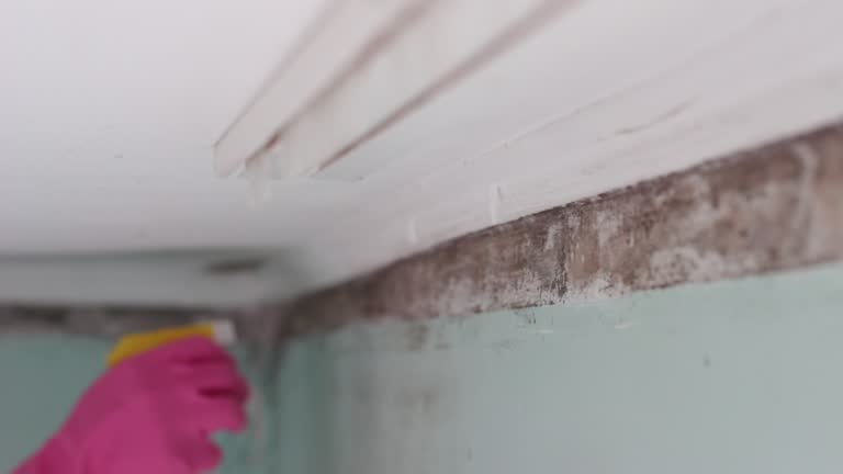 Irondale, GA Mold Removal Company